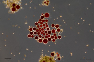 picture of a green algae